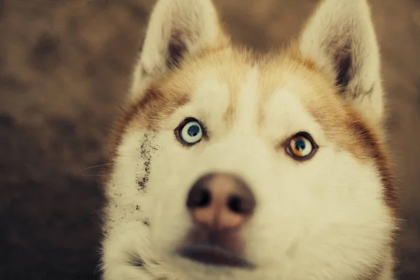 Pies Rasy Husky Portrety — Zdjęcie stockowe