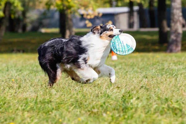 dog breed border collie on a Sunny day on the green grass, playing Frisbee