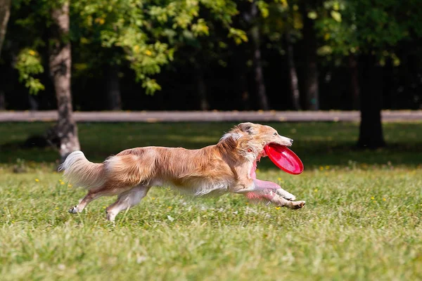 Dog Breed Border Collie Sunny Day Green Grass Playing Frisbee — Stock Photo, Image