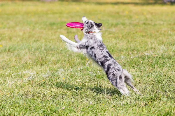 Perro Crianza Frontera Collie Día Soleado Hierba Verde Jugando Frisbee —  Fotos de Stock