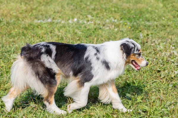 Aussi Cane Erge Sull Erba Verde Una Giornata Estiva Soleggiata — Foto Stock