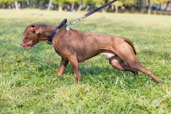 Yaz güneşli gün Amerikan pitbull Terrier yeşil çim üzerinde duruyor