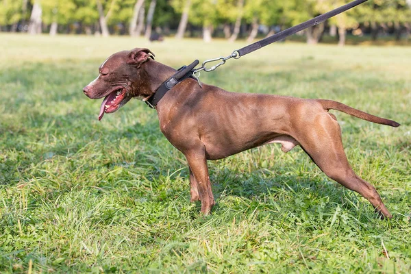 Yaz güneşli gün Amerikan pitbull Terrier yeşil çim üzerinde duruyor