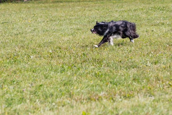 Chien Court Pour Une Assiette Frisbee Ensoleillé Journée Été Sur — Photo