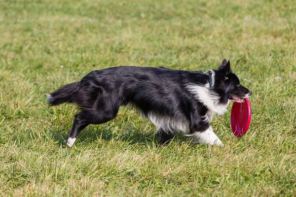 Chien Court Pour Une Assiette Frisbee Ensoleillé Journée Été Sur — Photo