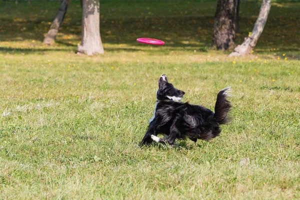 Hond Loopt Voor Een Bord Frisbee Zonnige Zomerdag Het Groene — Stockfoto