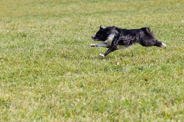 Chien Court Pour Une Assiette Frisbee Ensoleillé Journée Été Sur — Photo