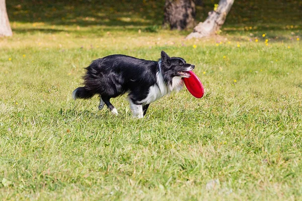 Chien Court Pour Une Assiette Frisbee Ensoleillé Journée Été Sur — Photo