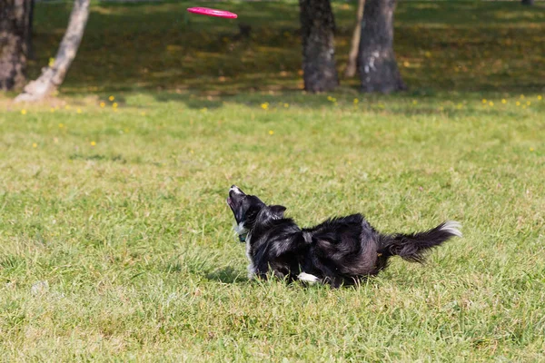 Собака Бежит Тарелкой Фрисби Солнечным Летним Днем Зеленой Траве — стоковое фото
