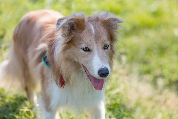 Retrato Cão Raça Fronteira Collie — Fotografia de Stock