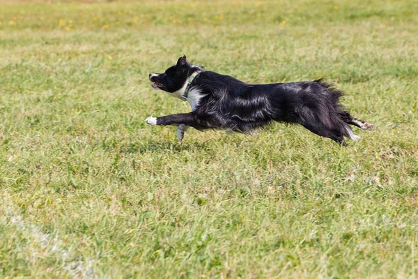 Chien Court Pour Une Assiette Frisbee Ensoleillé Journée Été Sur — Photo