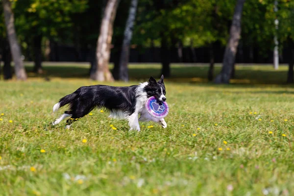 köpek yeşil çim üzerinde bir tabak, Frizbi, Güneşli yaz günü için çalışır