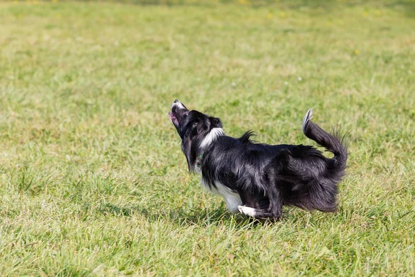 Chien Race Frontière Collie Par Une Journée Ensoleillée Sur Herbe — Photo