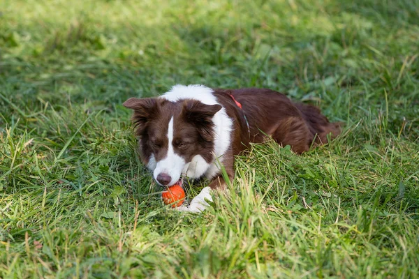 Dog Breed Border Collie Sunny Day Green Grass Playing Frisbee — Stock Photo, Image