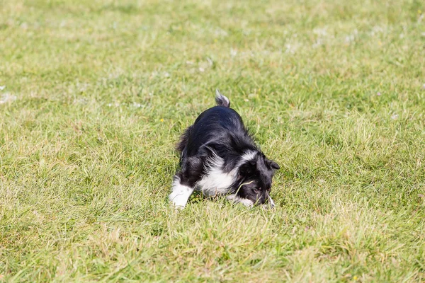 Chien Race Frontière Collie Par Une Journée Ensoleillée Sur Herbe — Photo