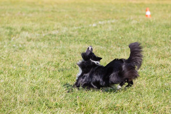 Chien Race Frontière Collie Saute Par Une Journée Ensoleillée Sur — Photo