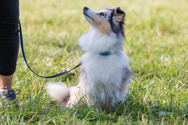 Shelty Cão Sentado Grama Verde Dia Ensolarado Verão — Fotografia de Stock