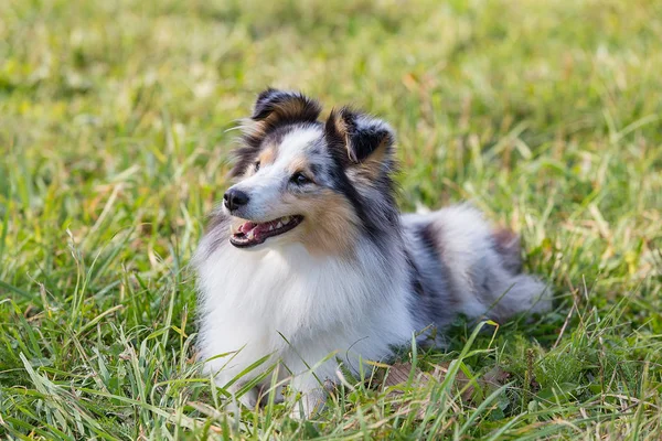 Shelty Cão Sentado Grama Verde Dia Ensolarado Verão — Fotografia de Stock