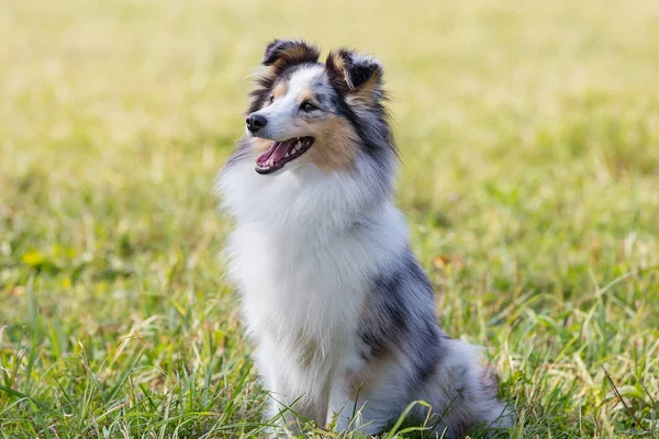 Shelty Dog Sitting Green Grass Sunny Summer Day — Stock Photo, Image
