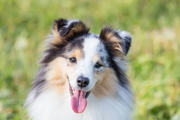 Perro Estante Sentado Hierba Verde Día Soleado Verano — Foto de Stock