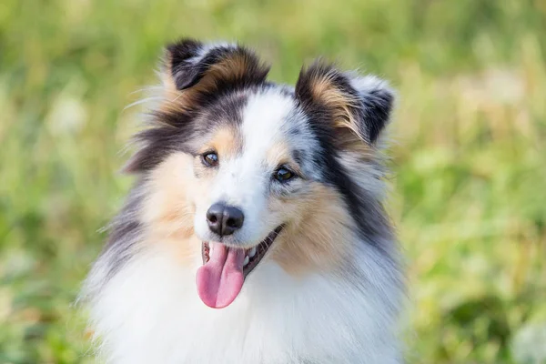 Shelty Cão Sentado Grama Verde Dia Ensolarado Verão — Fotografia de Stock