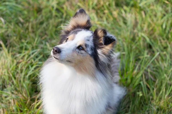 Cane Riparato Seduto Sull Erba Verde Una Giornata Estiva Soleggiata — Foto Stock