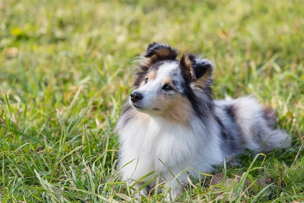 Shelty Hund Sitter Det Gröna Gräset Solig Sommardag — Stockfoto