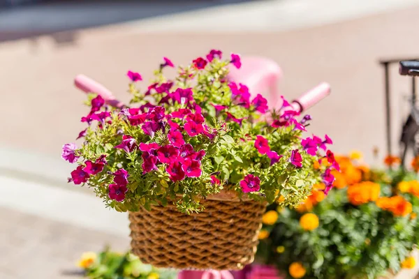 Fahrräder Sind Rosa Bemalt Blumen Töpfen Einem Sommertag Auf Den — Stockfoto