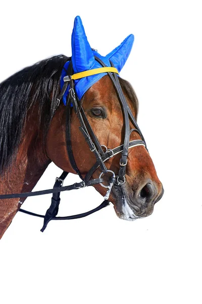 Rennpferd Jockey Isoliert Auf Weißem Hintergrund — Stockfoto