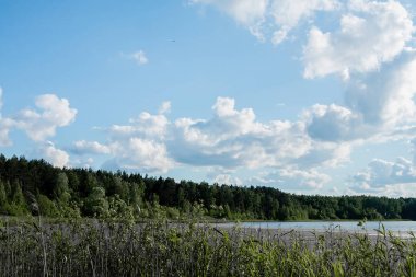 Güneşli bir yaz günü orman kıyısında mavi bir gökyüzünde beyaz bulutlar