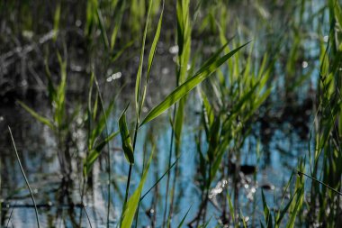 su çim, sedge, güneşli bir yaz gününde gölde büyür