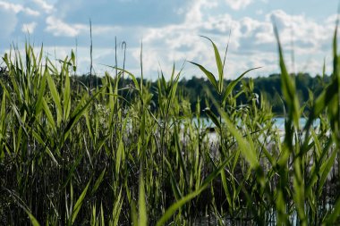 su çim, sedge, güneşli bir yaz gününde gölde büyür