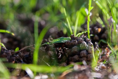 ormanda bir yumru uzun boylu yaz çim bir güneşli yaz gününde çim yerde yatıyor