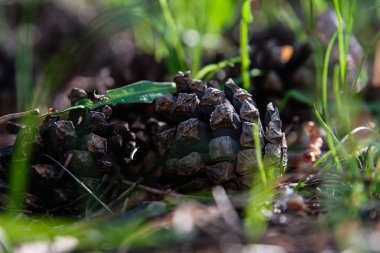 ormanda bir yumru uzun boylu yaz çim bir güneşli yaz gününde çim yerde yatıyor