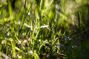yüksek yeşil çim, güneşli havalarda yaz günü, orman expanses
