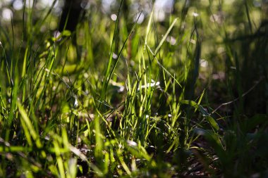 yüksek yeşil çim, güneşli havalarda yaz günü, orman expanses