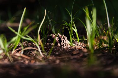 ormanda bir yumru uzun boylu yaz çim bir güneşli yaz gününde çim yerde yatıyor