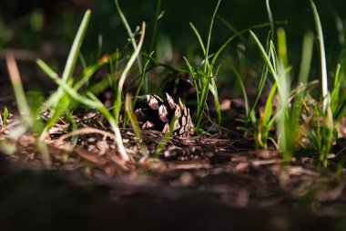 ormanda bir yumru uzun boylu yaz çim bir güneşli yaz gününde çim yerde yatıyor