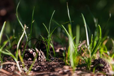ormanda bir yumru uzun boylu yaz çim bir güneşli yaz gününde çim yerde yatıyor