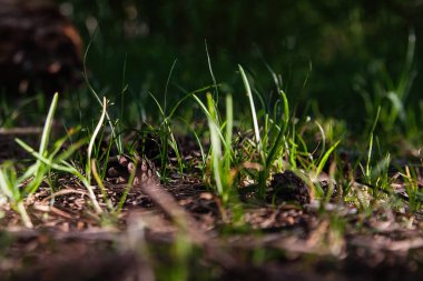 ormanda bir yumru uzun boylu yaz çim bir güneşli yaz gününde çim yerde yatıyor
