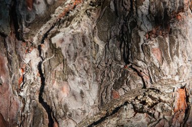 arka plan doku ağaç kabuğu, yaz, güneşli gün, makro, yakın ağaç kabuğu