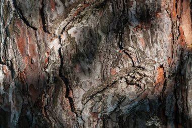 arka plan doku ağaç kabuğu, yaz, güneşli gün, makro, yakın ağaç kabuğu