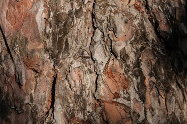 arka plan doku ağaç kabuğu, yaz, güneşli gün, makro, yakın ağaç kabuğu