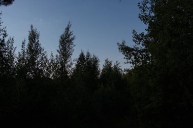 gökyüzü, bulutlar, doku, orman, arka plan, Doğa, ağaçlar ve yaprakları olmadan mavi açık gökyüzüne karşı ağaçların gölgeler, yeşillik tepegöz