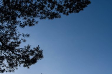 gökyüzü, bulutlar, doku, orman, arka plan, Doğa, ağaçlar ve yaprakları olmadan mavi açık gökyüzüne karşı ağaçların gölgeler, yeşillik tepegöz