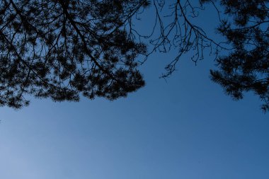 gökyüzü, bulutlar, doku, orman, arka plan, Doğa, ağaçlar ve yaprakları olmadan mavi açık gökyüzüne karşı ağaçların gölgeler, yeşillik tepegöz