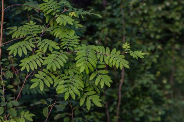 Yaz ormanı, dağ kül dalları, hiçbir sert gölgeler ile bulutlu gün