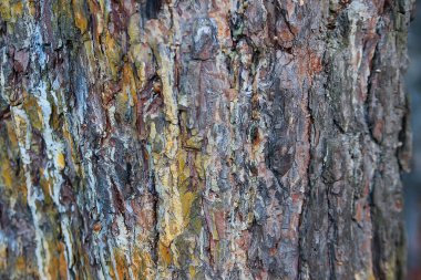 arka plan doku ağaç kabuğu, yaz, güneşli gün, makro, yakın ağaç kabuğu