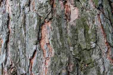 arka plan doku ağaç kabuğu, yaz, güneşli gün, makro, yakın ağaç kabuğu