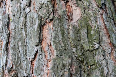 arka plan doku ağaç kabuğu, yaz, güneşli gün, makro, yakın ağaç kabuğu
